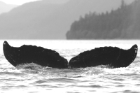 UASE-SWL-20060923-2-042_13.gif
